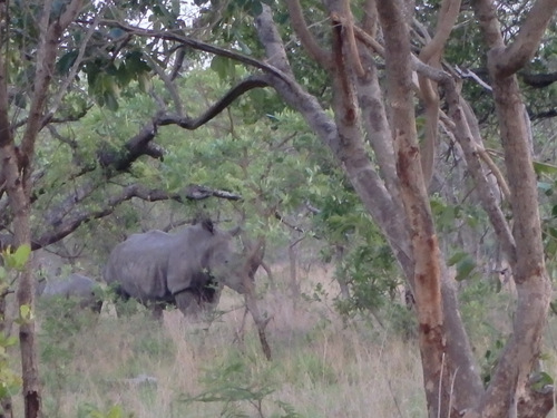400 meters/yards, first sighting, Rhinoceros.